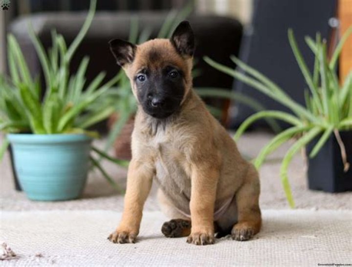 Discover Exceptional Belgian Malinois Puppies In Colorado