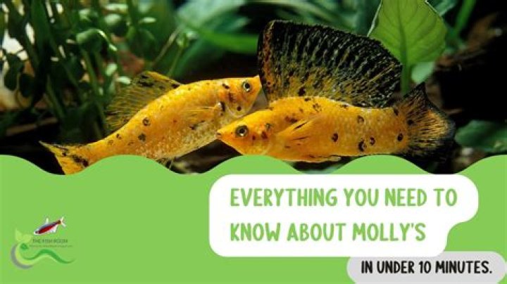 Everything You Need To Know About Molly Norbit