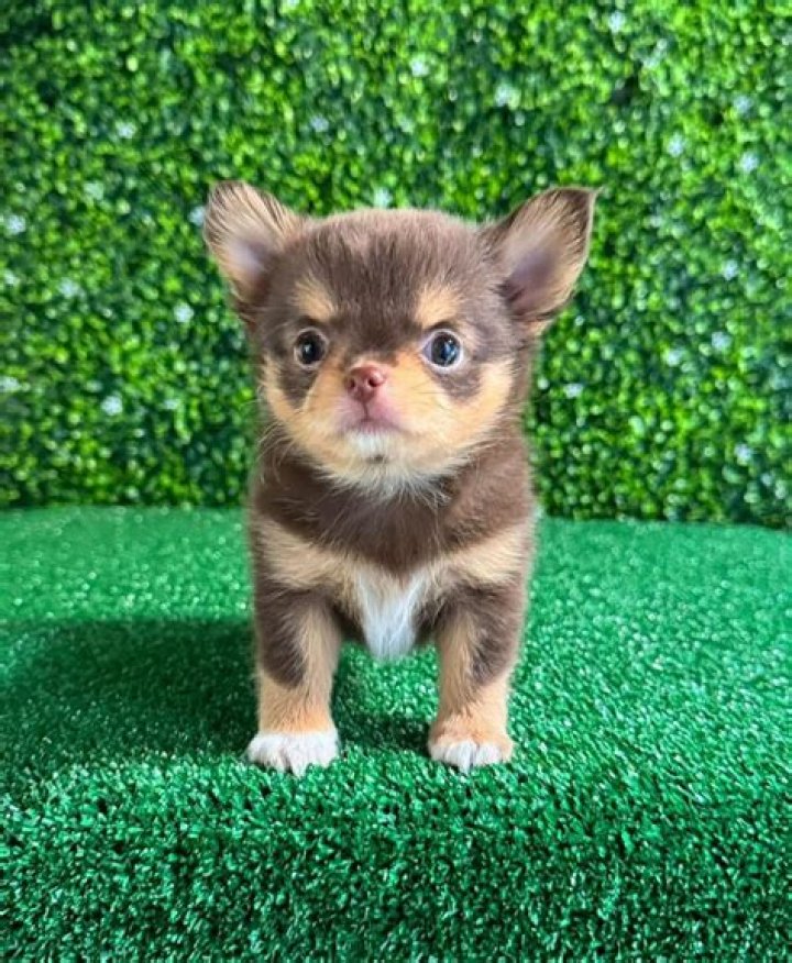 Find Your Perfect Pomeranian: Premium Breeders In Texas