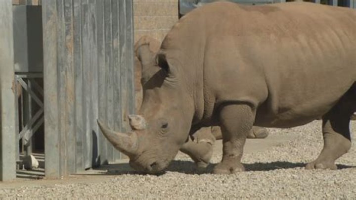 Magnificent Zoos Near You: Explore Savannah's Animal Wonders