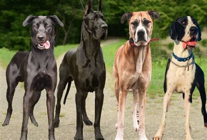 The Whippet Great Dane Mix: A Unique Blend Of Speed And Size